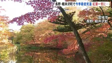 「(紅葉が)鏡みたいに映る」今季最低気温で紅葉一気に進む 長野・軽井沢町雲場池