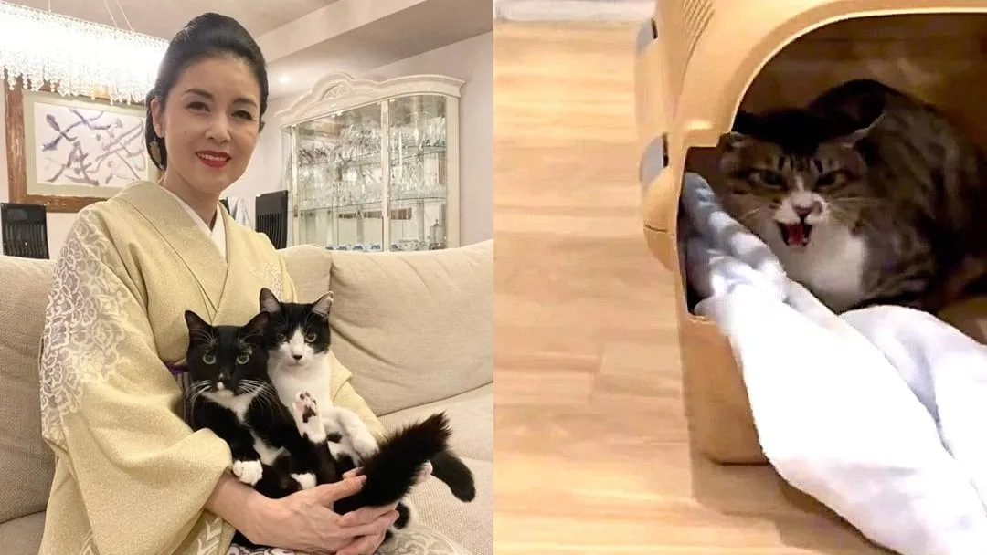 【 藤あや子 】保護猫「じゃこ天」くん　1か月の隔離が無事終了　先輩猫マル＆オレオと顔合わせ前に「ハードパンチ」