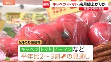 6月はキャベツ･トマト･ピーマンが値上がりか 高温や小雨の影響で　にんじん･白菜などは平年よりも安くなる見込み