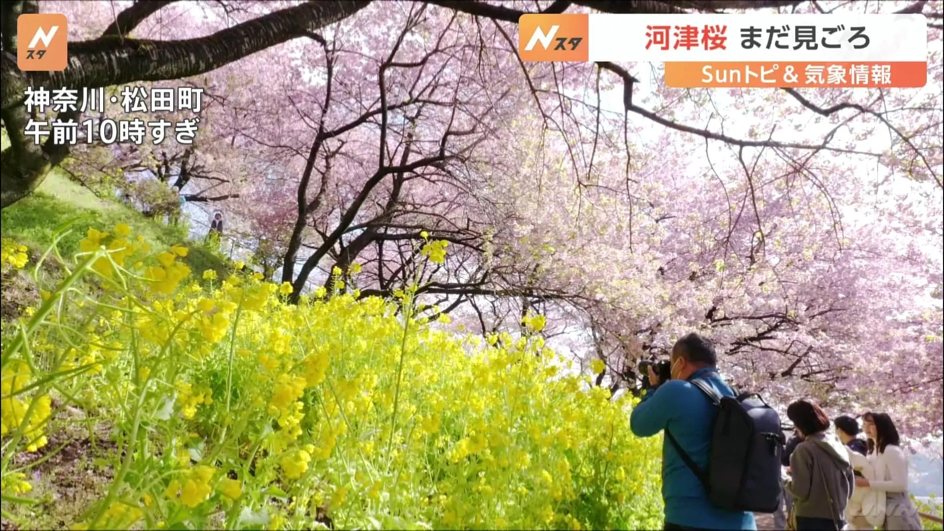 靖国神社の桜はまだつぼみ　桜開花「600℃の法則」だと開花はいつに？【SUNトピ】