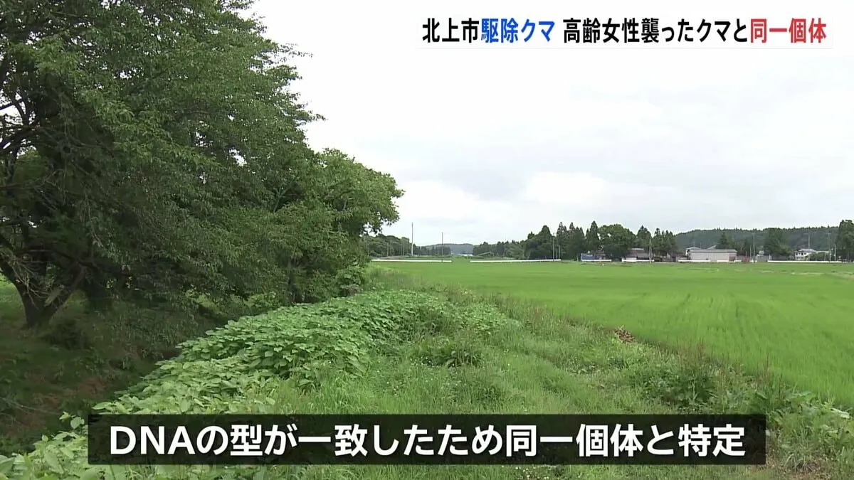 岩手・北上市で駆除のクマ　7月4日に高齢女性を襲い死亡させたクマと「同一個体」と特定