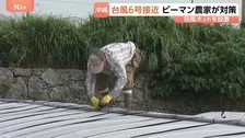 台風6号接近 ピーマン農家が対策に追われる「なるべく最低限で済んでほしい」　沖縄