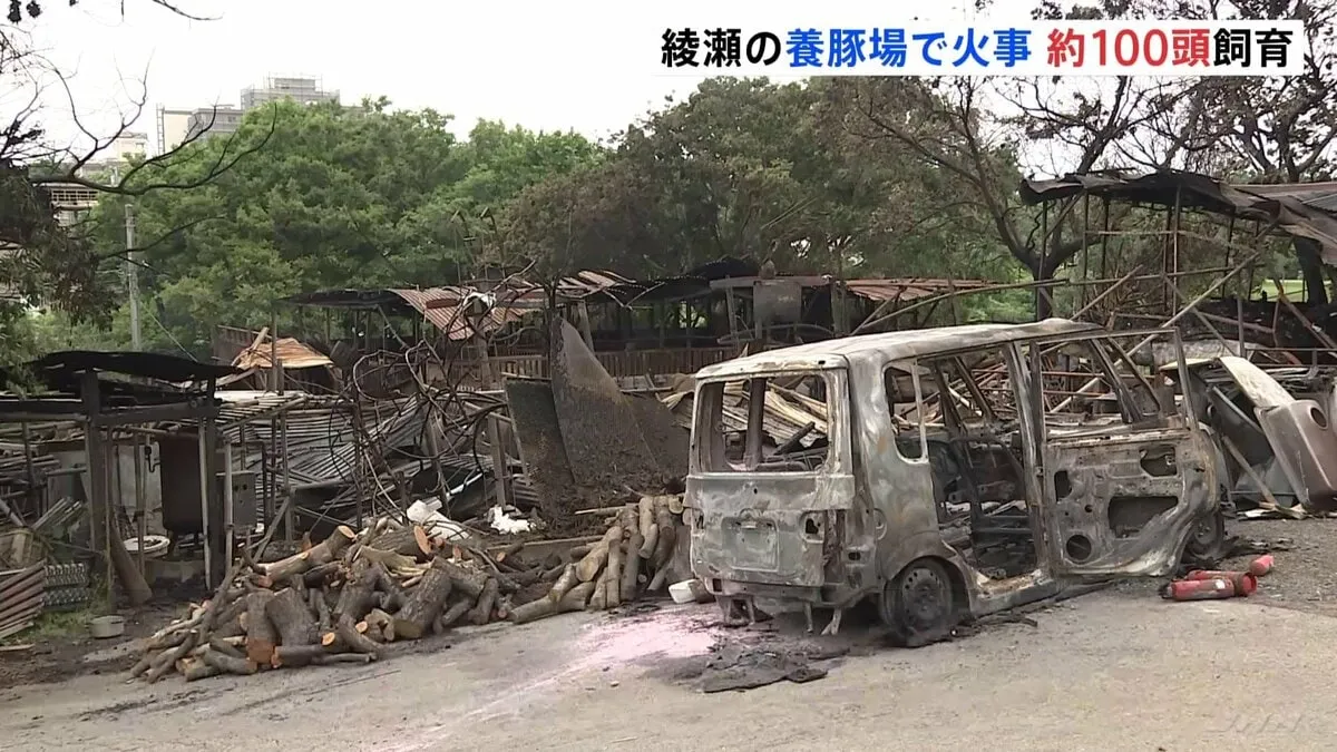 養豚場で火事　約100頭が被害　少なくとも37頭が死亡　逃げていた豚1頭を捕獲　神奈川・綾瀬市