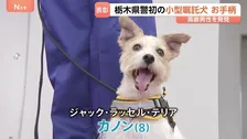 ジャック・ラッセル・テリアの警察犬がお手柄　道に迷った80代男性を発見して表彰　栃木県初の小型警察犬