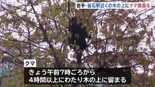岩手・釜石市中心部にクマ居座る　JR釜石駅から約200mの木の上に4時間以上　わなで捕獲試みる