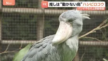 15年ぶりパンダ不在の上野動物園　新たなスターは“動かない鳥”ハシビロコウ　小池都知事も「推しですね！キモカワ」