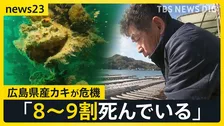 カキの“大量死”　広島・呉市の海には中身ないカキが大量に…「辞める人も出てくるのでは」来季の出荷にもすでに影響　政府は支援策発表【news23】