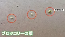 各地で雨　関東では冠水で農作物への被害が出た地域も　熱帯低気圧は「台風」発達か　シルバーウィークへの影響は