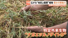 台風25号被害から1か月「田んぼとして使えなくなる」堤防決壊の千葉・印旛沼周辺で“地球上最悪の侵略的植物”が繁殖