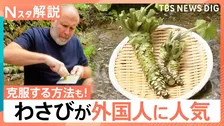 「生わさび」「本わさび」何が違う？“つんとくる”辛味の秘密、ポテチ挟む克服法も【Nスタ解説】