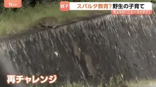 “スパルタ教育”なイノシシ「野生の育て方」はスゴイ！ウリ坊の前に立ちはだかる高すぎる壁