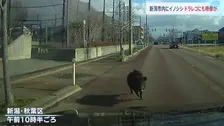 住宅街でイノシシが体当たり 3人けが　車にぶつかる映像も…新潟市