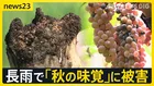 台風25号 シルバーウイークに接近のおそれ　日光市は“日光不足”…各地で農作物にも影響 「車から出られない」名古屋豪雨緊迫の通報記録【news23】