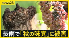 台風25号 シルバーウイークに接近のおそれ　日光市は“日光不足”…各地で農作物にも影響 「車から出られない」名古屋豪雨緊迫の通報記録【news23】