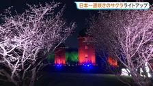 北海道・根室市で日本一遅咲きのサクラとレンガ造りサイロのライトアップ「サイロがある公園は根室くらい」