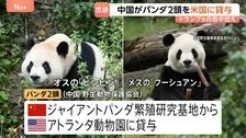 中国がパンダ2頭をアメリカに貸与　トランプ大統領の訪中前に発表　アトランタ動物園に オス「平平（ピンピン）」とメス「福双（フーシュアン）」の2頭