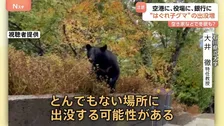 可愛い？いえ…実は危険です “はぐれ子グマ”に注意　危険な場所＆安全な場所も分からず、どこへでも出没？小さくても攻撃力は高い 専門家「異常事態です」