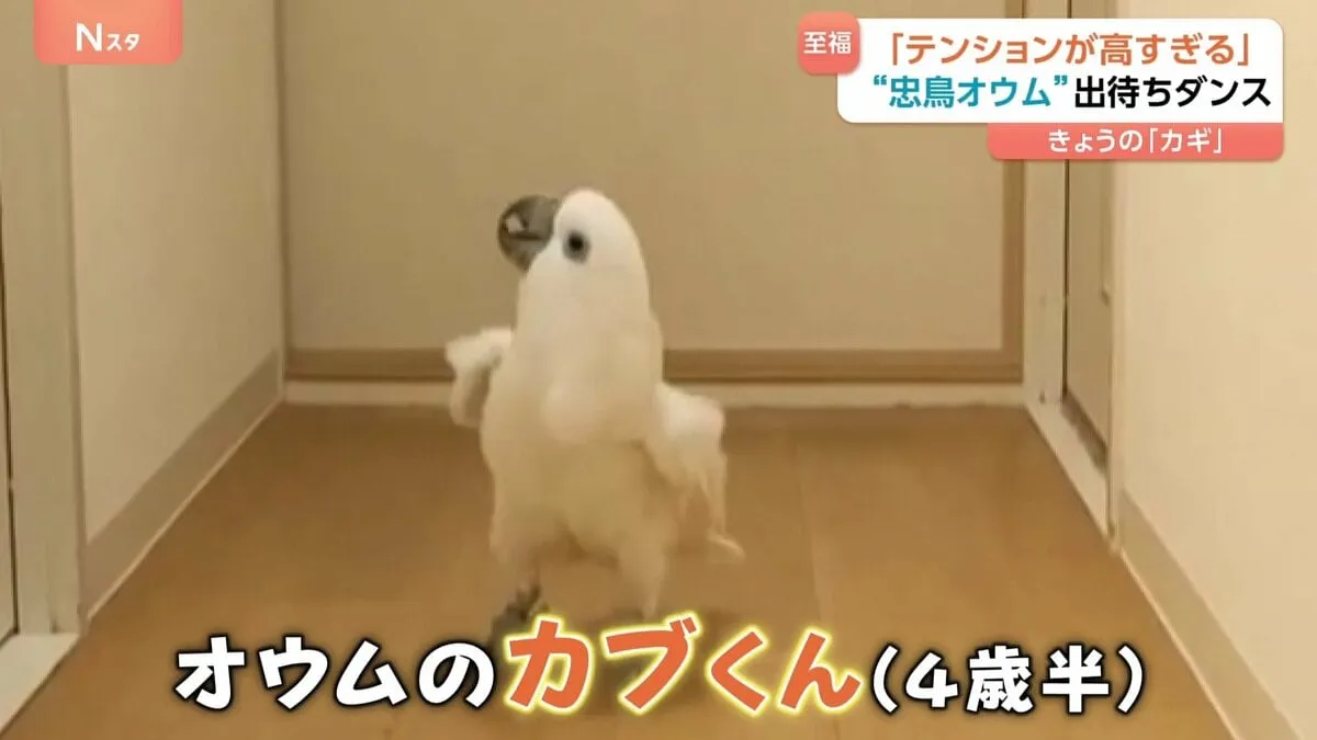 SNSで大バズリ！忠鳥オウムの出待ちダンスにほっこり