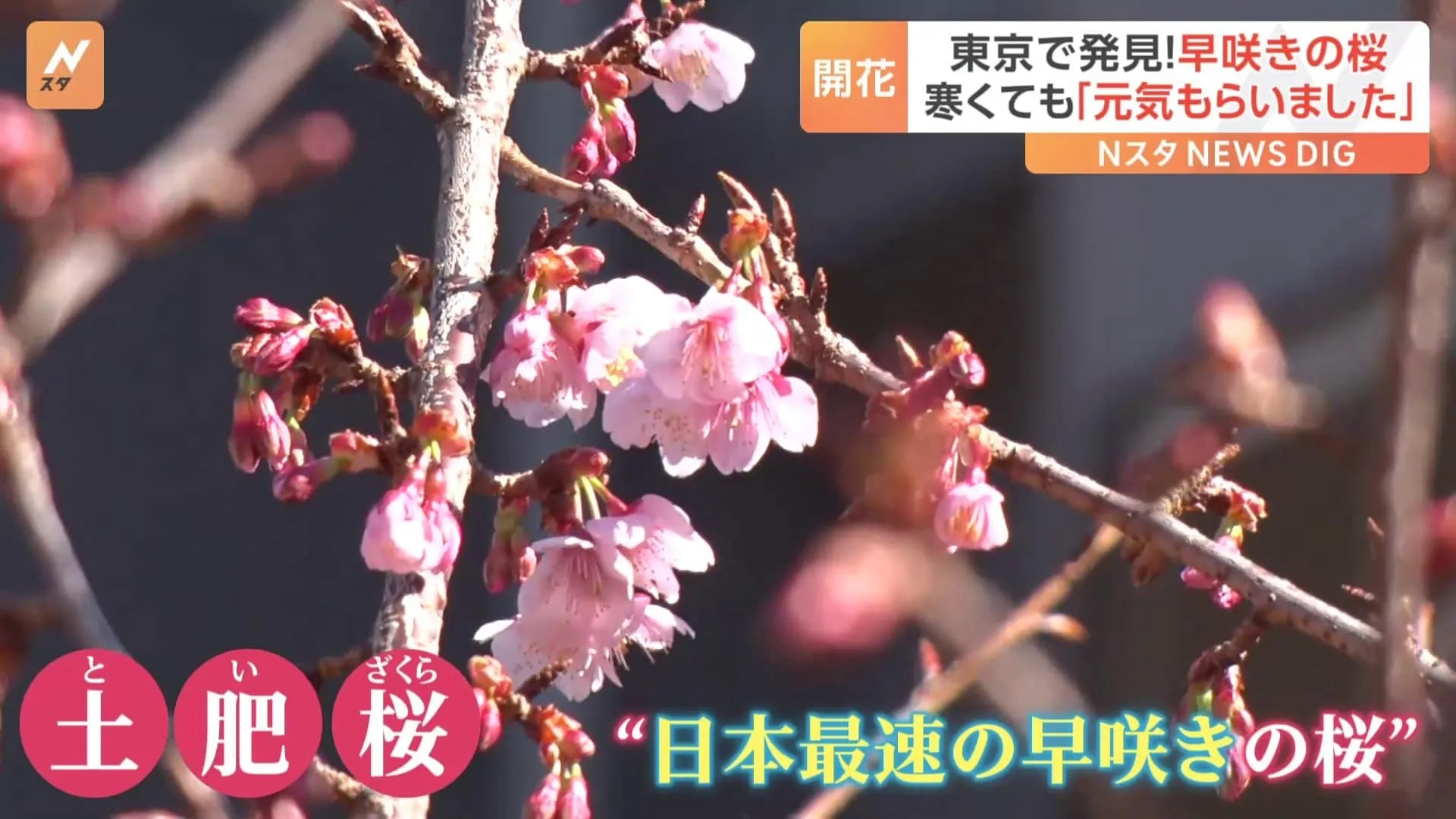 「思っていたより咲いていた」 都内で早咲きの桜発見！早春のお花見の定番『河津桜』は開花遅れるも…見頃はいつ？