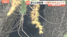 長野・松本市の公園 木の上でクマ見つかり捕獲　きのうから周辺で目撃情報相次いでいた
