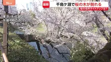 東京・千代田区の千鳥ヶ淵で桜の木1本が根本から折れる　けが人なし　千鳥ヶ淵緑道では「さくらまつり」開催中　ライトアップ実施を判断へ