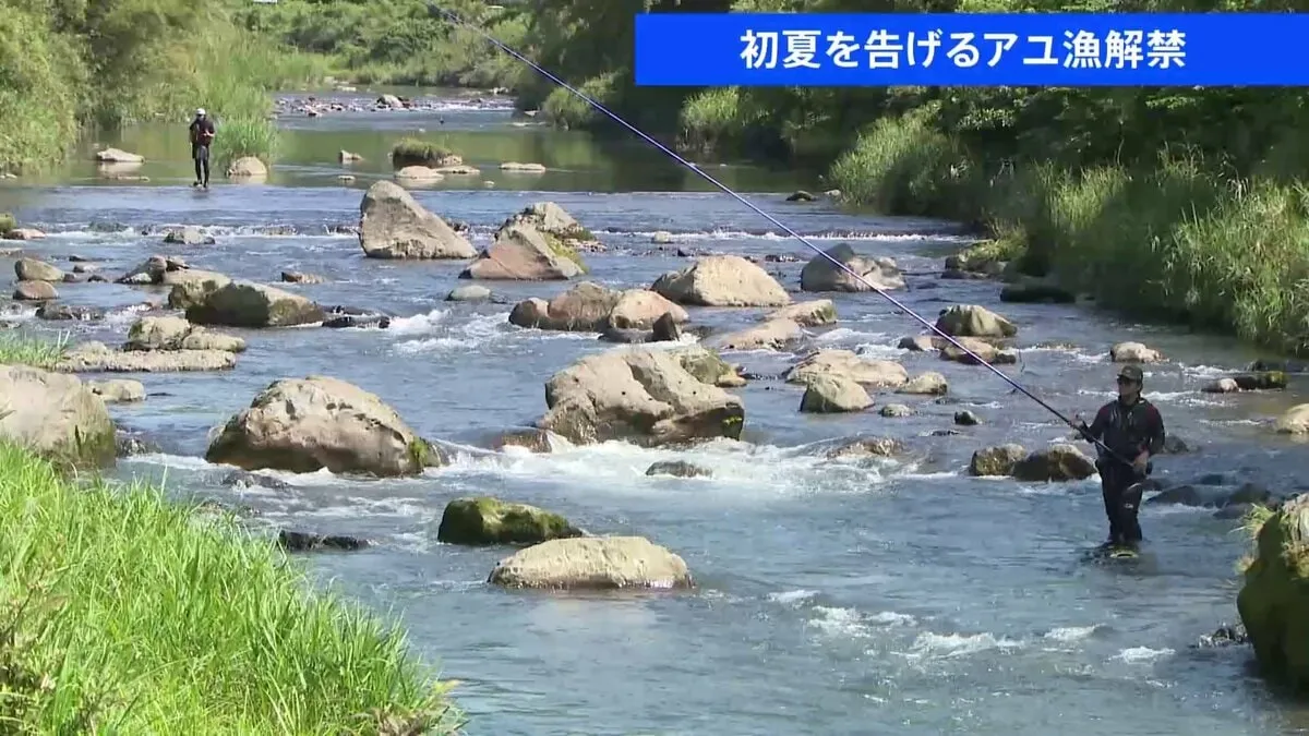 初夏の訪れ告げるアユ漁解禁　鹿児島市・甲突川に釣り人賑わう　塩焼きも楽しみ