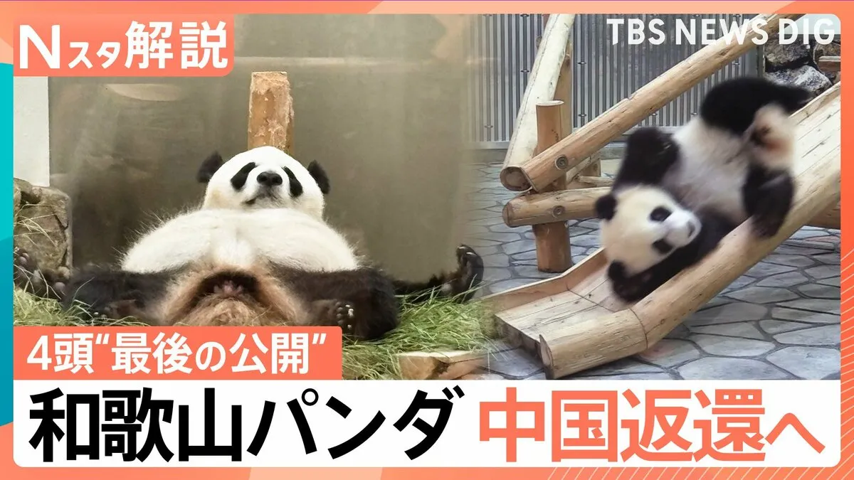和歌山パンダ“最後の公開”　帰国先の施設はまるでテーマパーク？中国での新生活と今後の可能性【Nスタ解説】