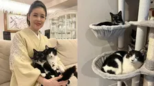 【 ねこ 】歌手・藤あや子の愛猫マル＆オレオがキャットタワーで「二段露天」　ご満悦の様子を連続投稿