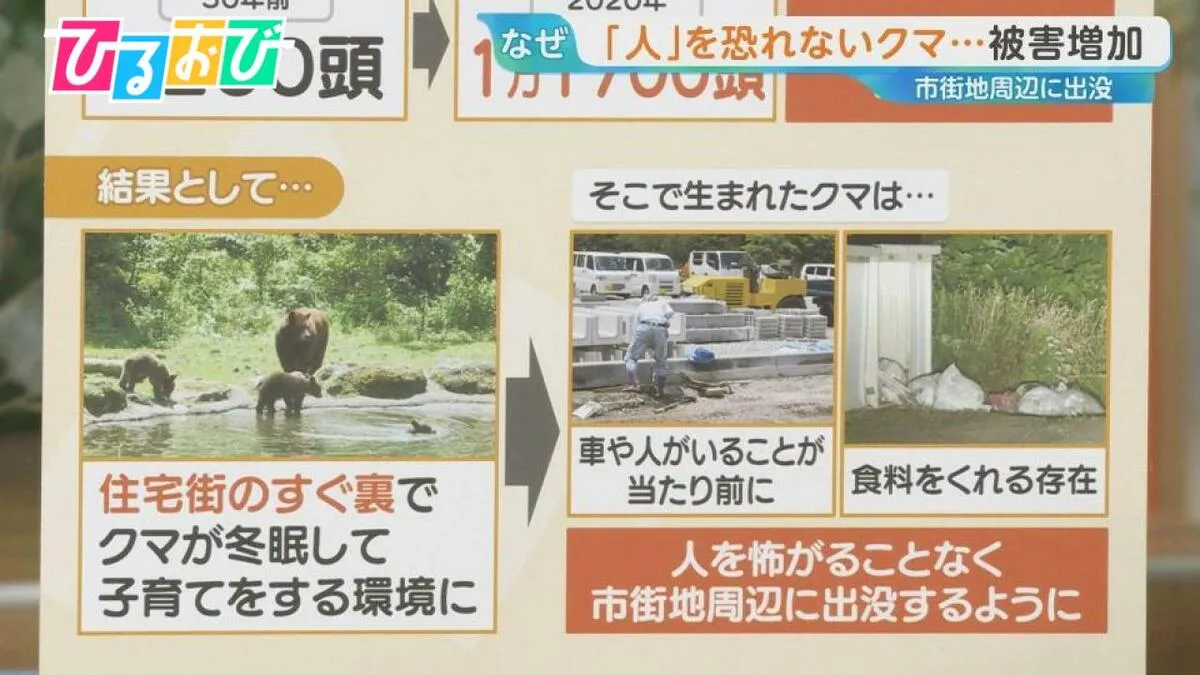 “人を恐れないクマ”の危険　なぜ今、人里に下りてくるのか？【ひるおび】