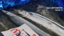 サンマの初競り「1匹あたり約3750円」 今年はサイズ小さく“比較的安い値” 北海道・根室の棒受け網漁で水揚げ