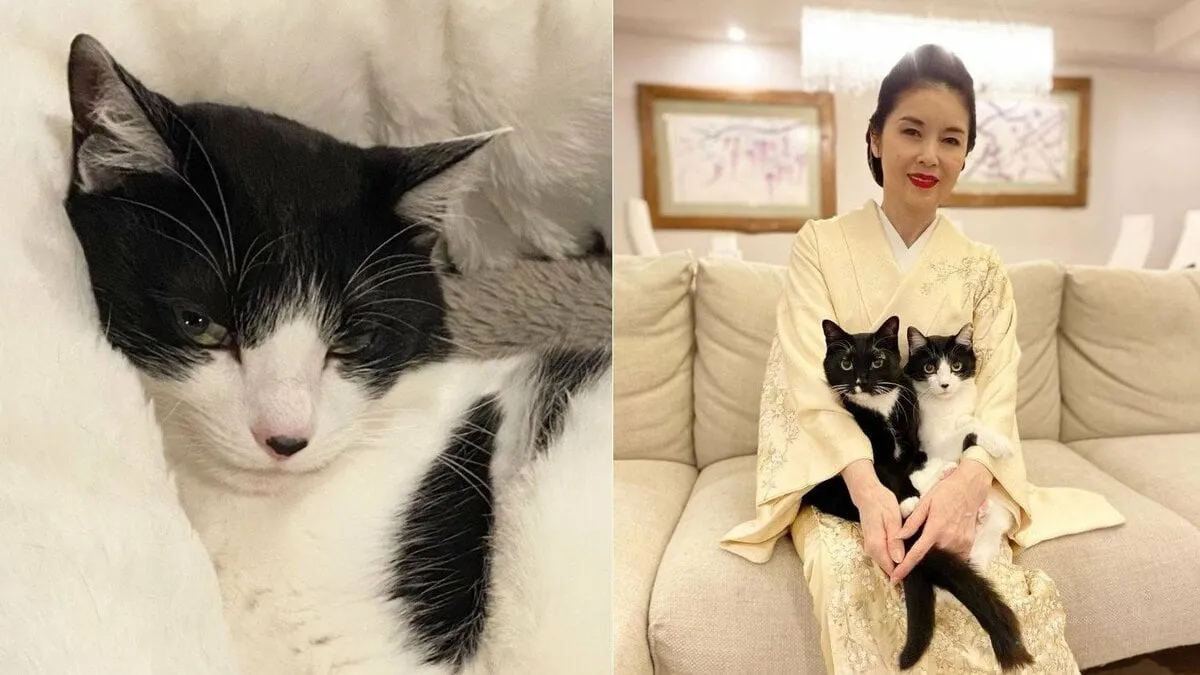 【ねこ】藤あや子さんの愛猫が猫ベッドでセクシー流し目 “どこでそんな表情覚えた！？” 　フォロワー「あや子さんを見てだと思います」