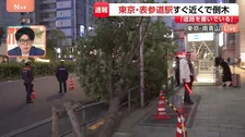 「道路を倒木がふさいでいる」 東京・表参道駅すぐ近くの大通り沿いで街路樹が倒れる　けが人なし　都内では午前4時から強風注意報