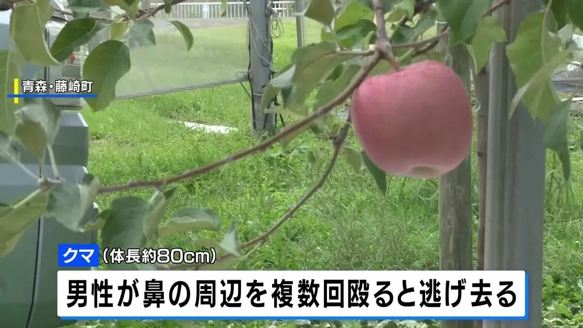 リンゴ畑でクマに襲われた男性 右ふとももに切り傷、鼻のあたりを数回殴り撃退　青森・藤崎町