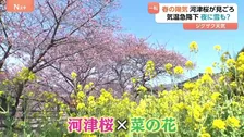 「桜と菜の花のコントラスト」約8000本の河津桜が見ごろに “春の陽気”が一転、関東で雪が降る可能性も