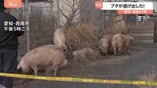 横になって草を食べるブタも？ 国道にブタ14頭が逃げ出すも全頭確保　運搬中のトラックから逃げ出す　愛知・西尾市