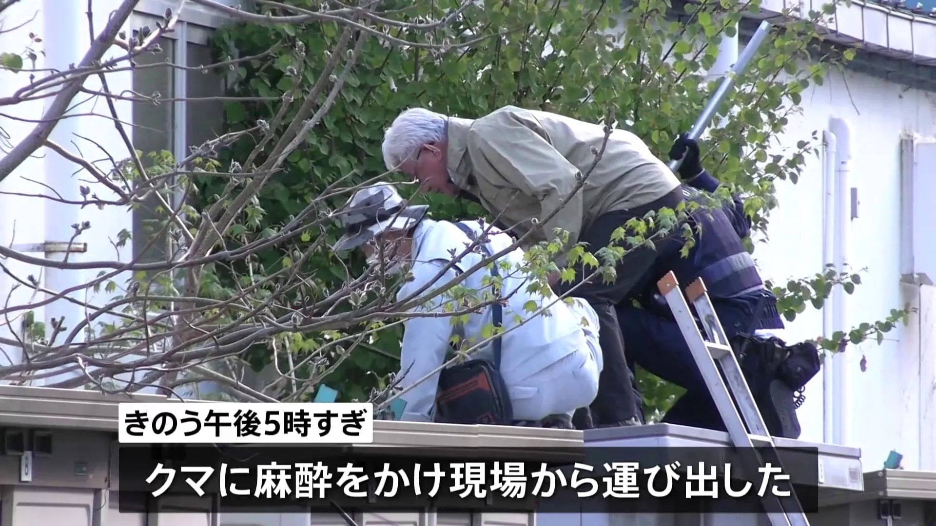 きのうまで3日連続 商業施設敷地内にクマが出現し捕獲 人的物的被害はなし　岩手・釜石市内