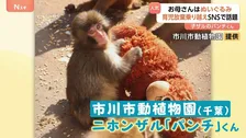 「#がんばれパンチ」ぬいぐるみを母親代わりに育つサルの「パンチ」くんに反響　母ザルが育児放棄　SNSで投稿相次ぎ来園者数“2倍”に　千葉・市川市動植物園