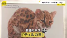 100年以上ぶり“新種のネコ”発見！その名は「ティルカヨ」 南米ボリビアに生息【news23】