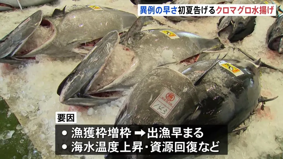 クロマグロの初水揚げ、1982年以降最も早く　海水の温度上昇など理由