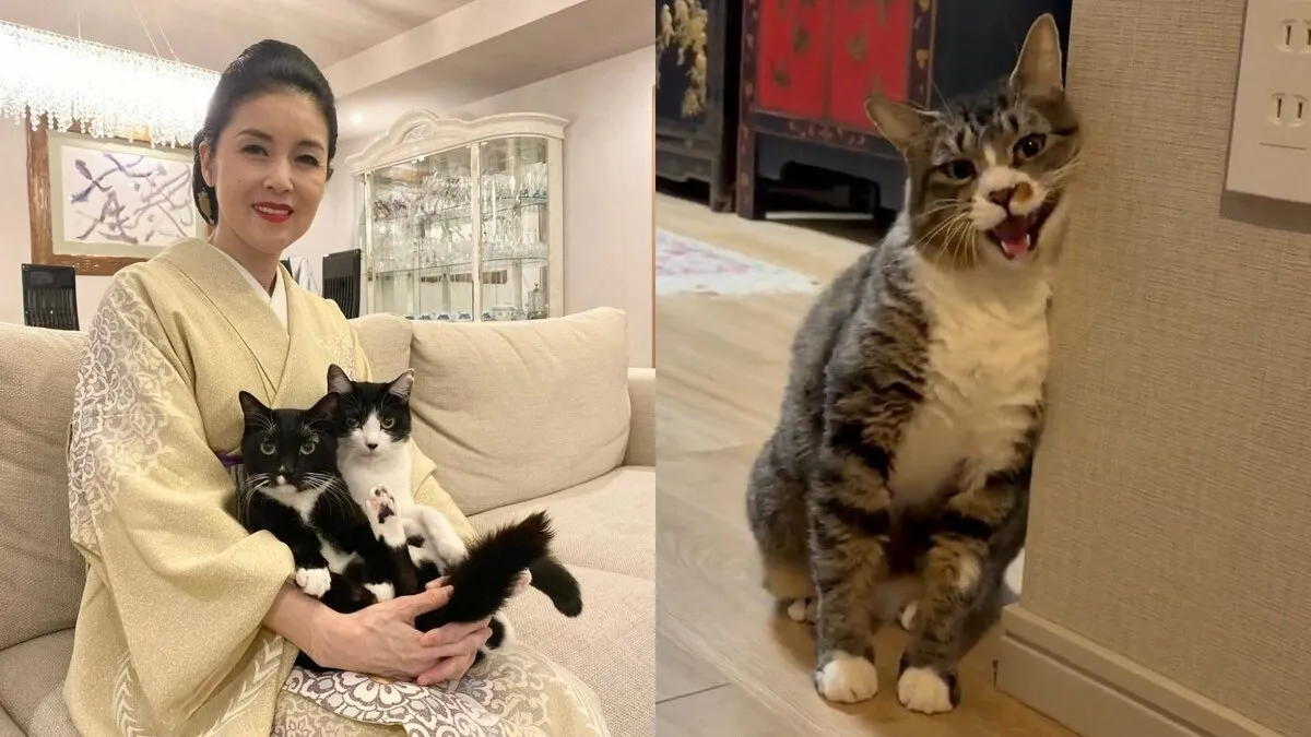 【 ねこ 】藤あや子さんの保護猫「じゃこ天」 ついに “壁スリスリ” でゴハンおねだり