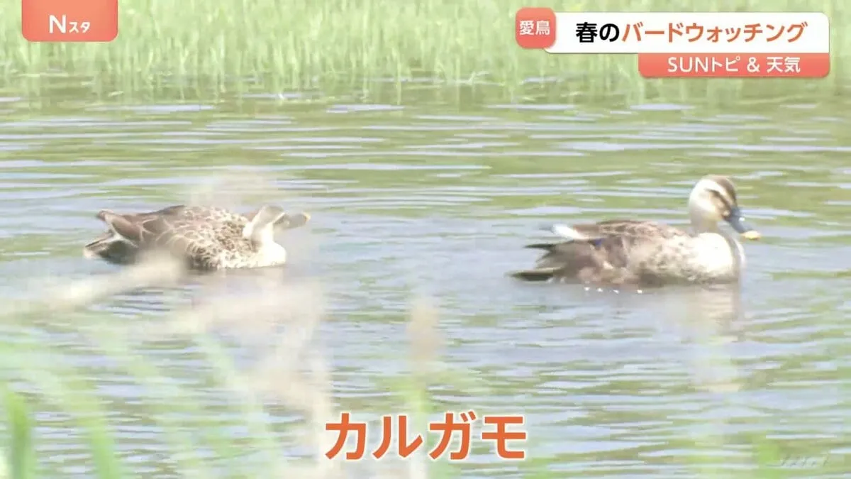 「どこにいるんだ？」愛鳥週間に初めてのバードウォッチング　都立東京港野鳥公園　新緑の季節あと1週間すればカルガモの親子が見られるかも？【SUNトピ】