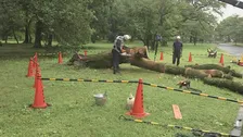 小金井公園で倒木　高さ約13メートルのサクラ　台風の影響の可能性も
