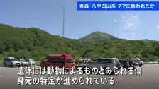 青森県「ツキノワグマ出没特別警報」を初めて発表　八甲田山系でタケノコ採りの男性が行方不明　遺体に動物によるものとみられる傷