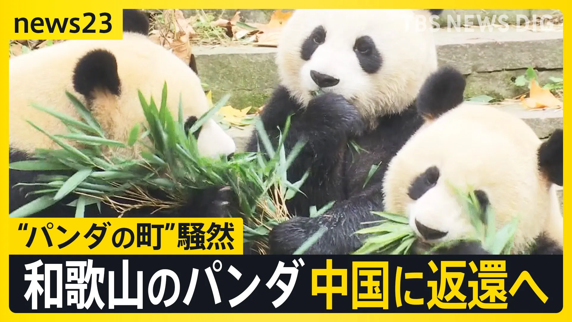 和歌山“パンダの町”が騒然…新たな貸与に中国は前向き？「パンダ外交」の思惑は？【news23】