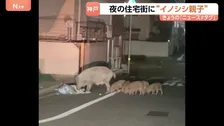 ウリ坊5頭を引き連れ…“イノシシ親子”が神戸市の住宅街を闊歩「行動が予測できない」カメラが捉えた“人間も恐れない大胆な姿”