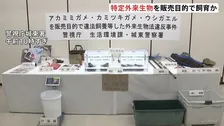 特定外来生物の「アカミミガメ」や「ウシガエル」を販売目的で飼育か 中国系食料品販売店の代表の女性ら3人を書類送検 警視庁