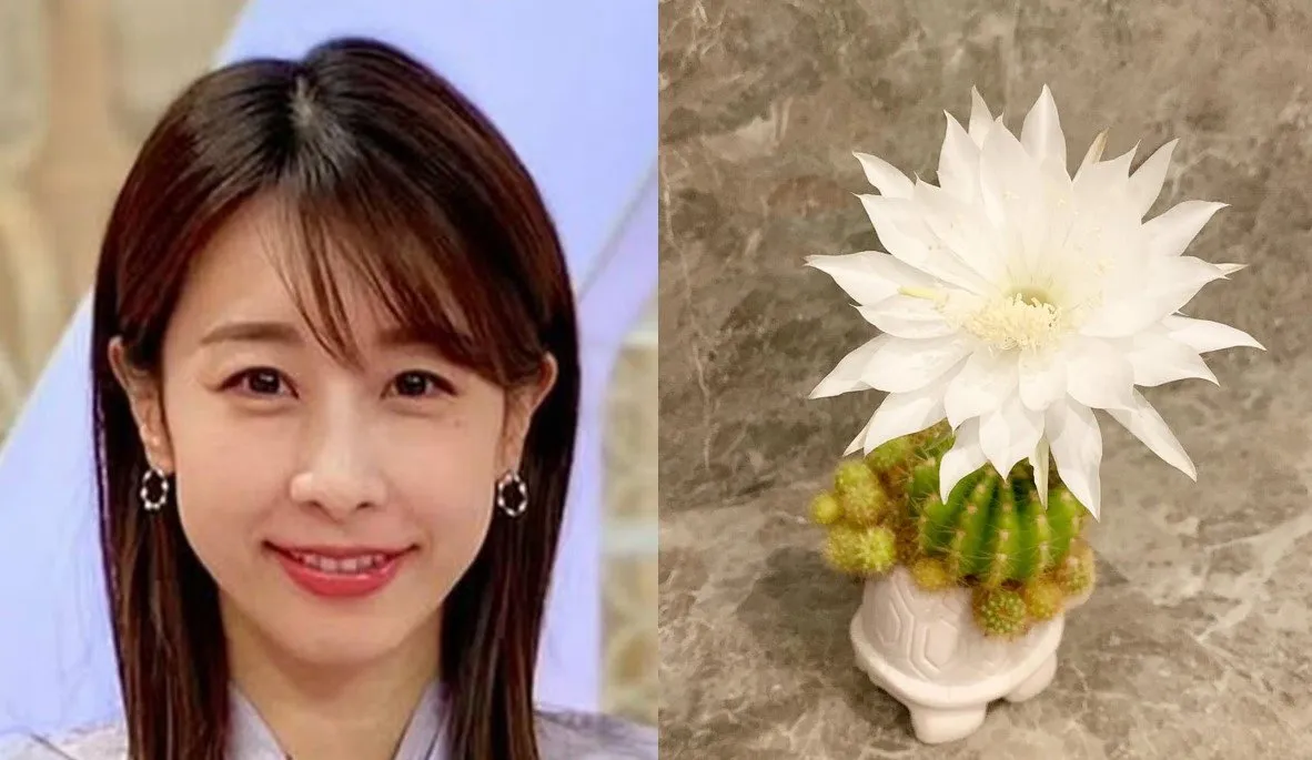 【 加藤綾子 】　「一年に1日しか咲かないサボテンの花」「明日の朝には枯れてしまうのは寂しいです」　貴重ショット公開
