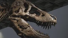 “最も完全な状態に近いティラノサウルス” 恐竜の化石史上最高額の81億円で落札