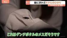 “こんなにたくさんのホタル見たの初めて”「ホタルのひかり」は求愛行動　鑑賞会に参加 埼玉・秩父市上町【SUNトピ】