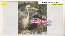 ペリカン“看板娘”「ワカメちゃん」、実は男の子でした